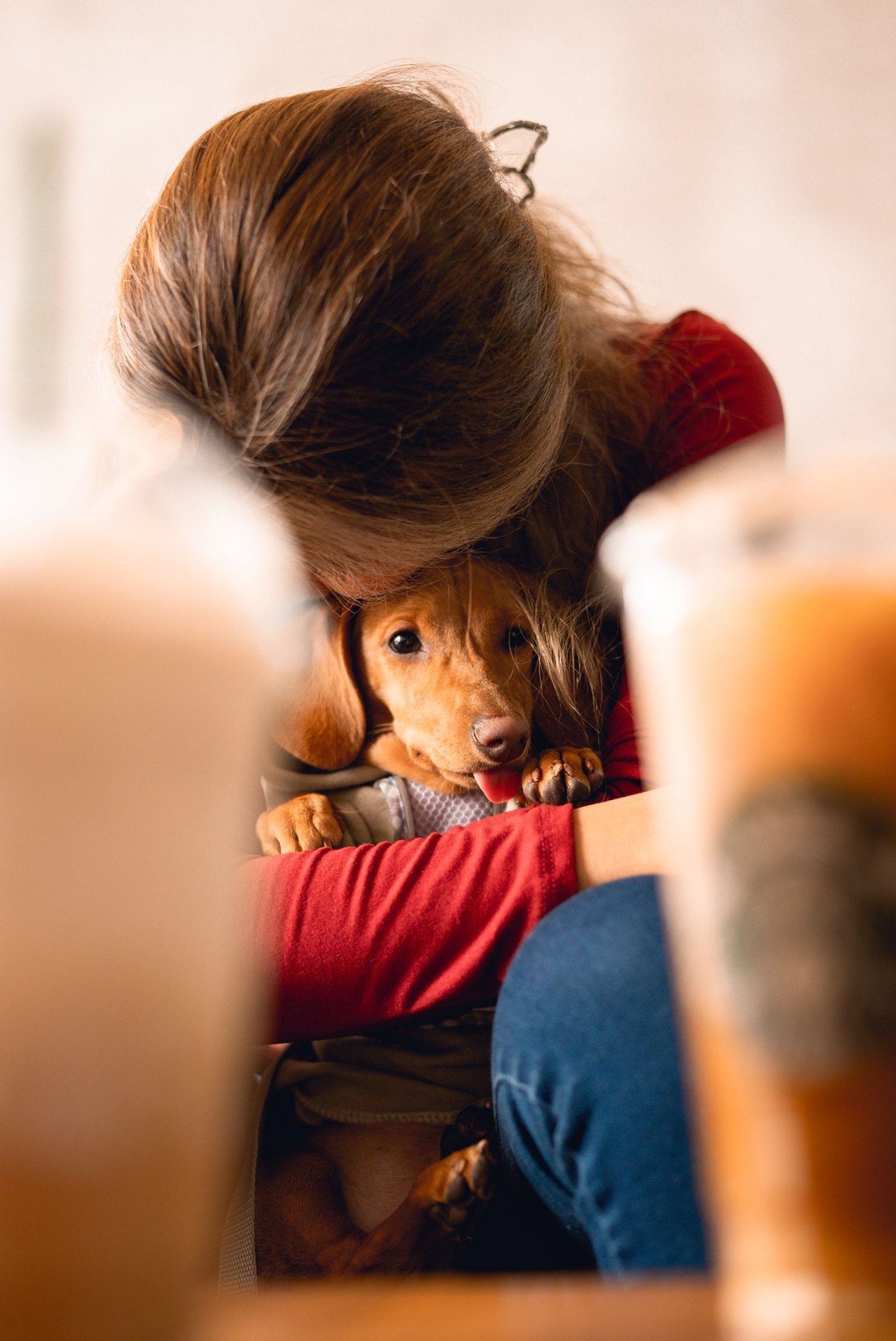 A person spending time with a dachshund puppy in a cafe