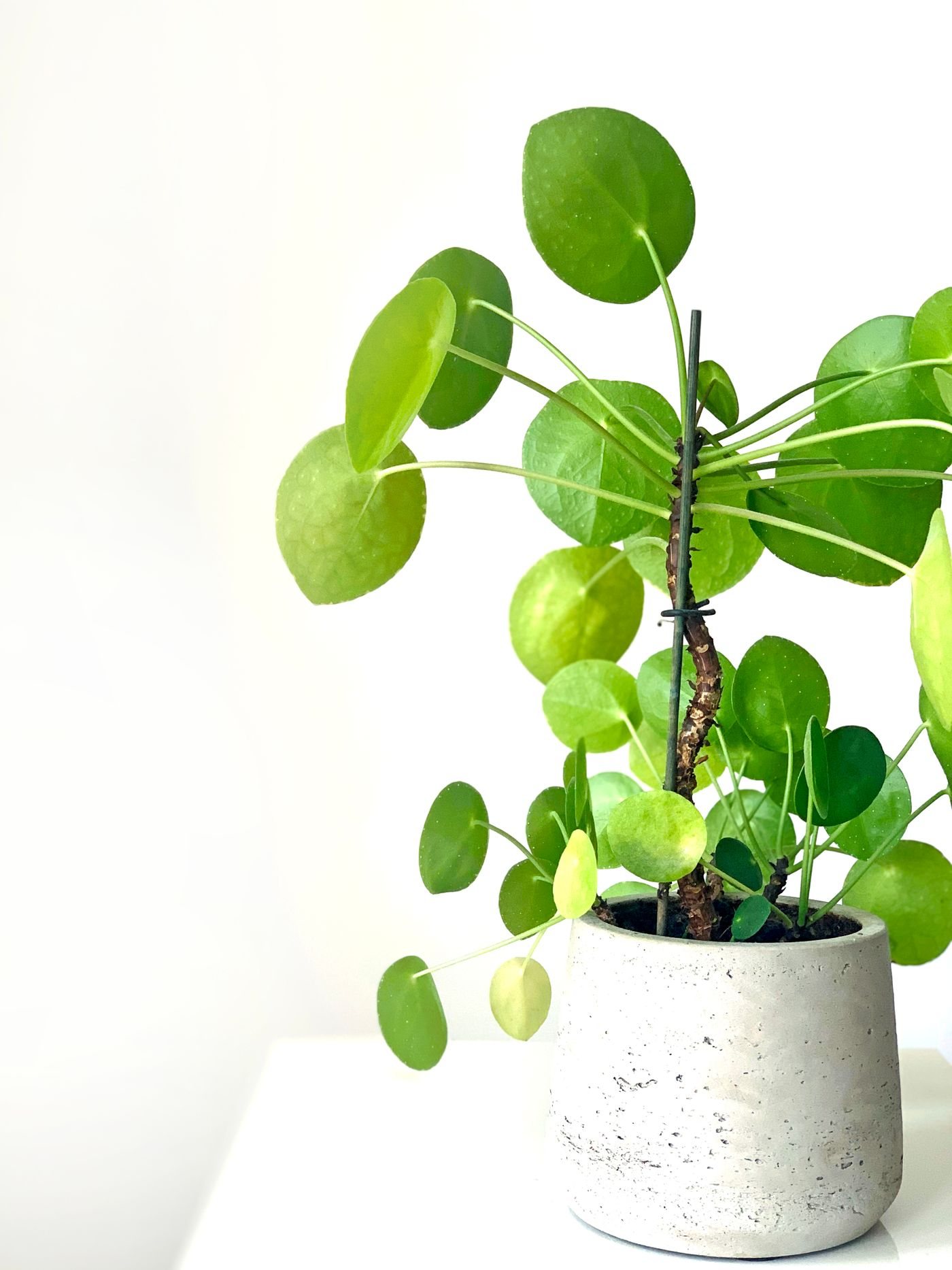 Pilea houseplant in a simple neutral pot